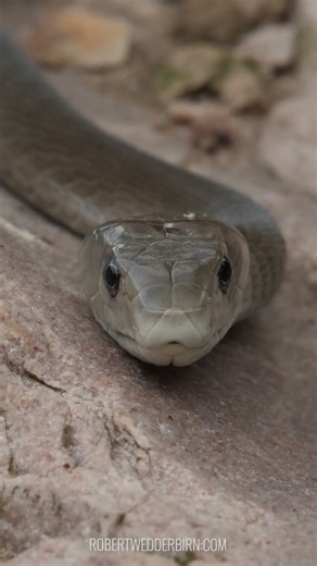 How Deadly Is the Black Mamba?