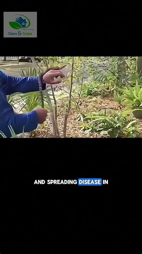 Corn Snakes- Northeast Florida’s Original Pest Control Team #pressurewashing #fernandinabeach