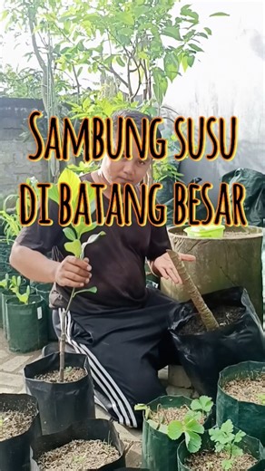Sambung susu di batang besar 🌳😃 #berkebundirumah