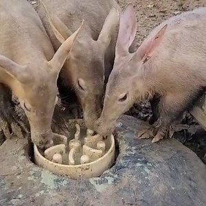8.4K views · 392 reactions | Our aardvarks are making good use of...