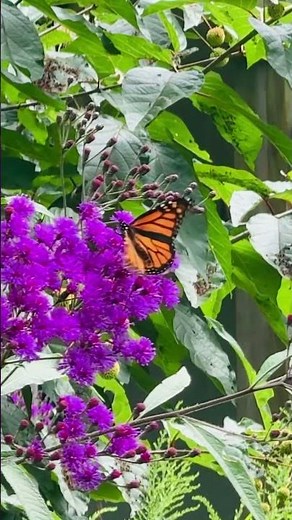 “Beautiful Butterfly Drinking Nectar from a Flower 🦋🌸”