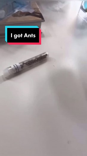 Exploring Ant Behavior: Mixing Ant Colonies