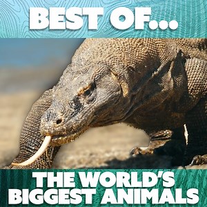 6.1K views · 202 reactions | Meet some of the world's biggest animals - from a sperm whale to a deadly komodo dragon to an enormous hippo, it's here. | Nature Bites | Facebook