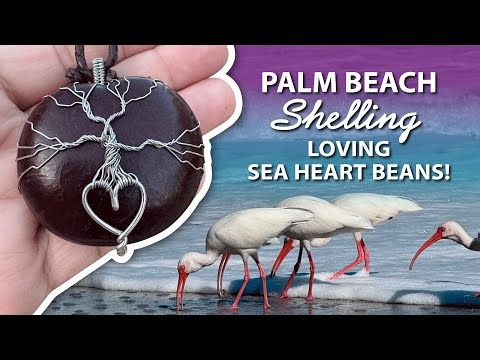 Let’s Go Shelling🐚In Palm Beach!