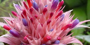 Bromélia Aechmea Fasciata: Fotos, Características e Nome Popular – Mundo Ecologia
