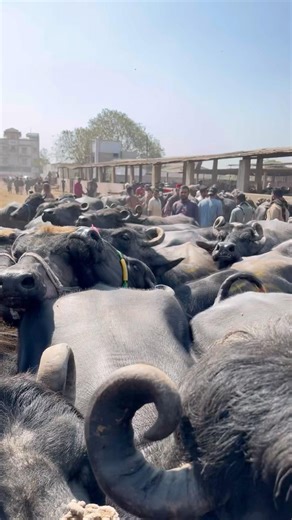 🚨🐃 Slaughter House Gate Scene! Count Karna Mushkil 😨 #shorts #trending #viral #shorts