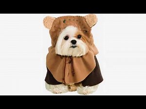 Must See Review! Rubies Costume Star Wars Collection Pet Costume, Small, Ewok