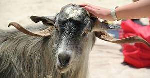 How Do I Care for My Goat's Broken Horn?