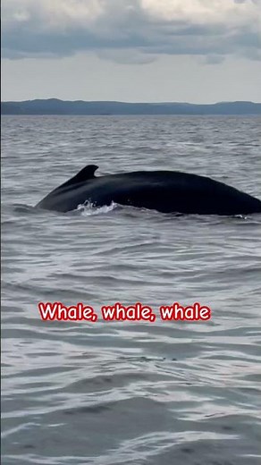 Whale watching || Newfoundland #canada #northamerica #northatlanticocean #whalewatching #whale