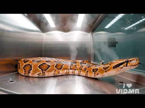 Banned meat 🍖 ll meat processing ll factory tour of snake farm meat