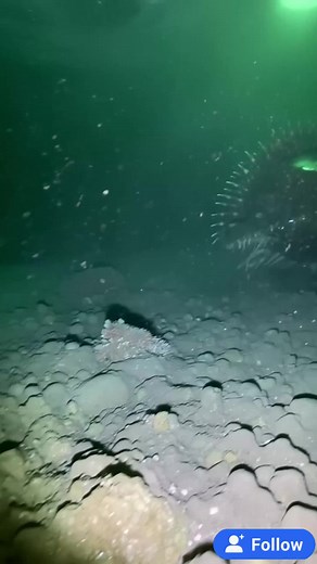 MYSTERY OF THE DEEP OCEAN 75#sea #monster #deepsea #mystery #undersea