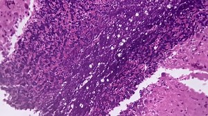Cerebellar cortex of human filmed under light micrograph 200x on bright field. Macro isolated footage of brain tissue with high magnification. Studying vital component of the people nervous system