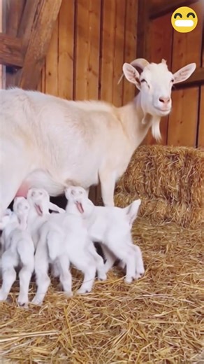 Top 5 Funny Animal Videos 🖐️😅 #animallovers #pets #funny
