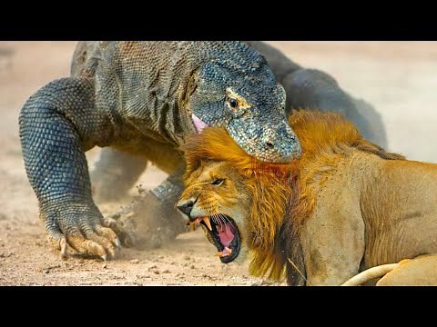Lion vs Komodo Dragon – Who Reigns Supreme