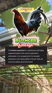 "butcher gamefowl origin & history: Traits & characteristics". #manokreels #trendingreels #everyonefollowers #everyoneactive #trend #virals #everyone #followers | Rooster Epics 1.0