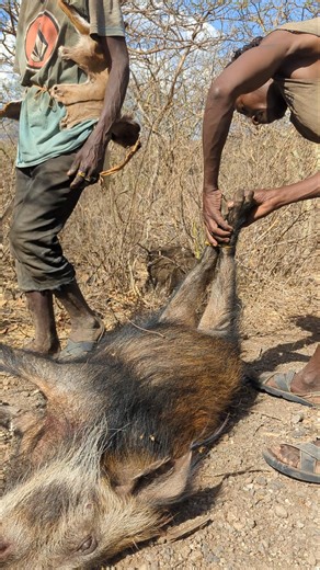 hunting wild pig successful #africanculture #wildlife #culture #africanheritage