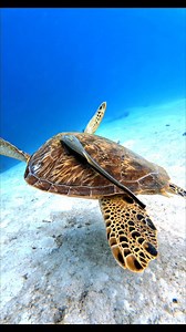 Sand, sun, and turtle fun #keepdiving #adventuredive #oceanlife #scubadiving #underwaterworld #fblifestyle | Long Journey