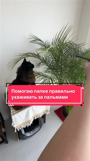 Care Tips for Your Maine Coon Cat