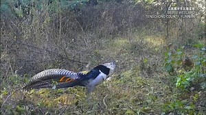 546K views · 4K reactions | In Yunnan’s Beihai Wetland, a male Lady Amherst’s pheasant put on a dazzling courtship display, circling several brown-feathered females with its striking red crest and long tail. The wetland is home to 331 plant and 302 animal species. #ChinaBiodiversity #PlanetMatters | CGTN Global Watch | Facebook
