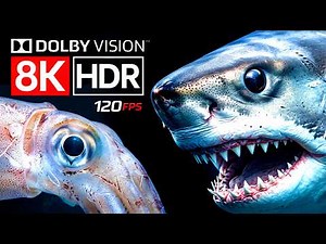 OCEAN CREATURES: Learn Sea Animals in 8K HDR ULTRA HD - Rare Deep Sea Animal & Marine Life TV 120FPS