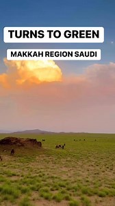 22K views · 733 reactions | Desert turns to green, Makkah Region Saudi Arabia #GreenGrass #camels #naturelovers #nature #saudi #saudiarabia #OFW #ofwlife #Kabayan | Saudi Arabia Daily | Facebook