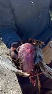 Fastest Way To Clean A Pheasant