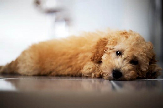 The 9 Most Common Health Issues in Poodles: A Complete Guide | Poodle Report
