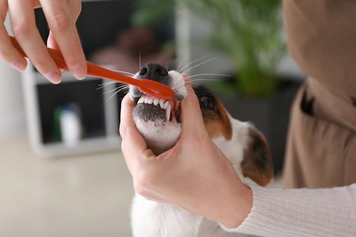 Learn How to Brush Your Dog's Teeth at Home | Veterinary Dental Services, LLC