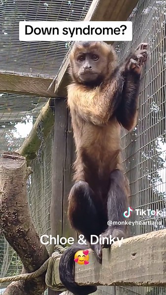 Monkey Heartland on TikTok