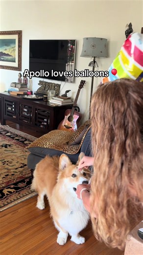Apollo the Corgi Mix Loves Balloons