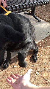 ✨✨✨ADOPTED✨✨✨ AWESOME DOG ALERT !!!!! 7 year beautiful girl-all black shepherd Owners notes: Knows sit, shake, lay, and stay Got along with neighbors cat Bilingual- she knows Russian and English! Potty trained AMAZING SMART GIRLY !!!! 2500 s 27th Ave Phoenix,Az 85009 Maricopa county animal care and control | Senior citizens of MCACC
