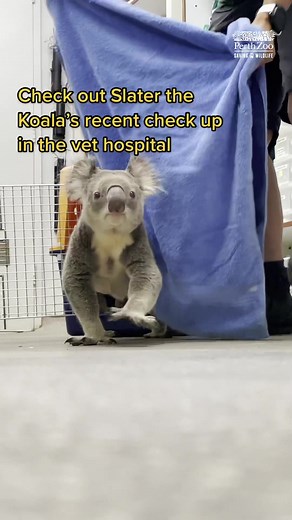 Talk about koala-ty care! 🐨 Did you know male koalas have a scent gland that produces a strong smelling subtance to communicate with other koalas? #koala #koalatok #perthzoo #westernaustralia #wildlifeconservation