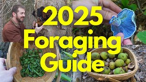 7.7K views · 155 reactions | 2025 Foraging Guide to Mushrooms and Plants! #foraging #mushrooms #plants #wildedibles | Son of a Bear Herbs | Facebook