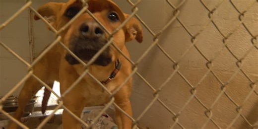 Aurora Animal Control desperate for help as it overflows with dogs