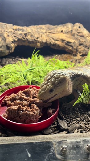 El chapo enjoying his weekly slop, feeding him has to be sped up because he does absolutely nothing with a sense of urgency 🤣 #fypシ #bluetoungeskink #lizard #reptile #exotic