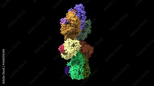 Structure of the Apaf-1 apoptosome with cytochrome C shown, based on PDB 3jbt, animated 3D cartoon and Gaussian surface models, black background
