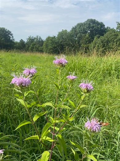 9.4K views · 218 reactions | Happy Pollinator Week! Here is a hummingbird clearwing moth feeding on and pollinating native bee balm at MDC headquarters in Jefferson City. | Missouri Dept. of Conservation | Facebook
