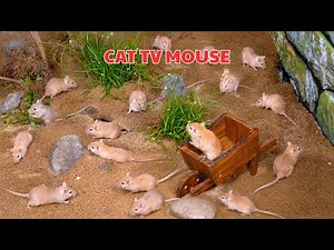 Cat TV 🐾 Mice Hide and Seek | Cat TV games for cats to watch 8 Hours of Entertainment - 4K UHD 60FPS