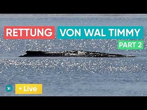 LIVE: Neue Rettungsaktion für gestrandeten Wal Timmy - schafft man es dieses Mal?