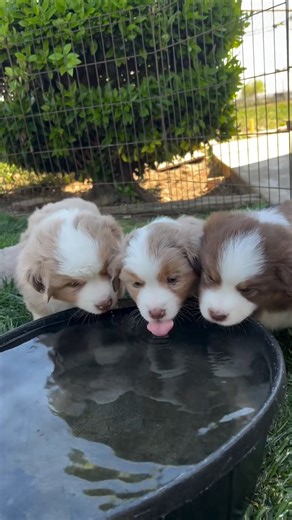 11K views · 273 reactions | Don't forget to stay hydrated 彩 Looking for a puppy of your own? Connect with responsible breeders on the Good Dog app  | Good Dog | Facebook