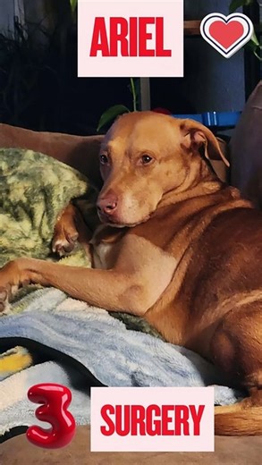 Ariel 3RD surgery: Elbow Arthroscopy