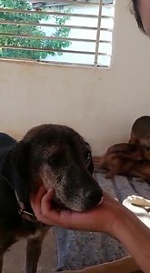 66 reactions · 45 shares | Oi pessoal !! Dá uma atenção pra esse vídeo só pra conhecer a Quinoa , quem sabe você se apaixona e dá uma chance pra ela 殺. A Quinoa é uma cachorrinha porte pequeno pra médio, muito dócil, já idosa que merece ainda ter a chance de ter uma família. Apaixone-se pela Quinoa e não deixe que ela passe o resto da vidinha dela no abrigo, sem a chance de conhecer um lar . #adoteumidoso | AATAN Sorocaba | Facebook