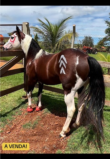 Venda de Garanhão Paint Horse Braveheart Color Gamay