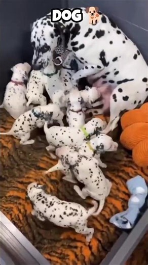 invisible animals that you cannot able to find. #animals #shorts