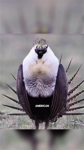 The Sage-Grouse: Nature’s Most Mysterious Prairie Bird 🌄 #WildAmerica #birdfacts #naturesecrets
