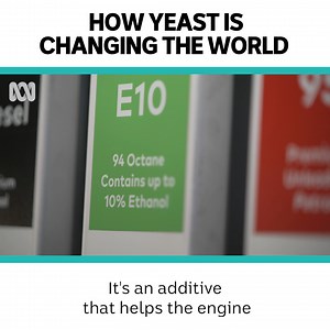 10K views · 149 reactions | Yeast – it’s not just for beer and baking. Scientists are harnessing its power to turn waste into cleaner fuels. | ABC Science | Facebook