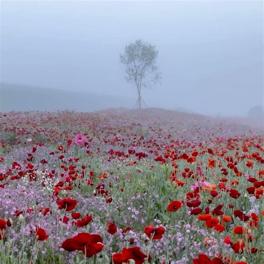 ❝안개 낀 새벽의 신비로운 꽃밭 산책 💨🌺