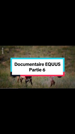 EQUUS Une Histoire de Chevaux et d’Hommes | Documentaire ARTE