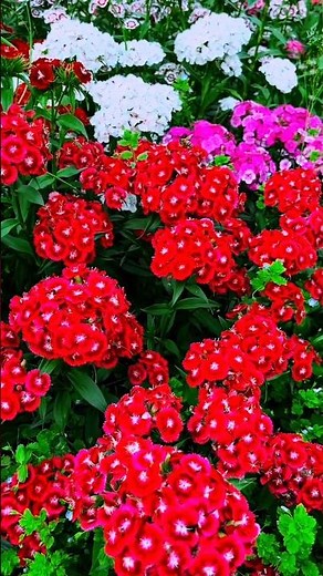 Beautiful Red, Pink & White Flowers Blooming in Nature