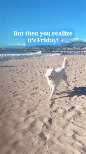 Fenix Lumiere, Your Happy Coach on Instagram: "It takes a lot to prance in the sand 🏖️ Is it some kind of Friday miracle? 🤣 Or just another ordinary, everyday Fenix kind of miracle? 😉 Wherever you are and whatever you’re facing, I hope there’s a little more pep in your step today. But if you’re feeling low, stuck, or like your spark’s gone missing—don’t worry. We’ve got you. Try these 5 #LiveLikeFenix tips to shake off the slump and find your prance again: 📌 1. Wiggle first, worry later. Mov
